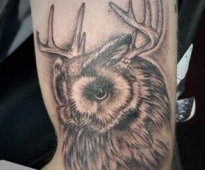 owl deer sept 4 20