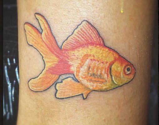goldfish jan7 23
