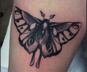 moth