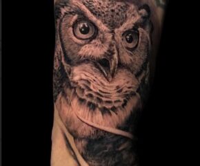 owl